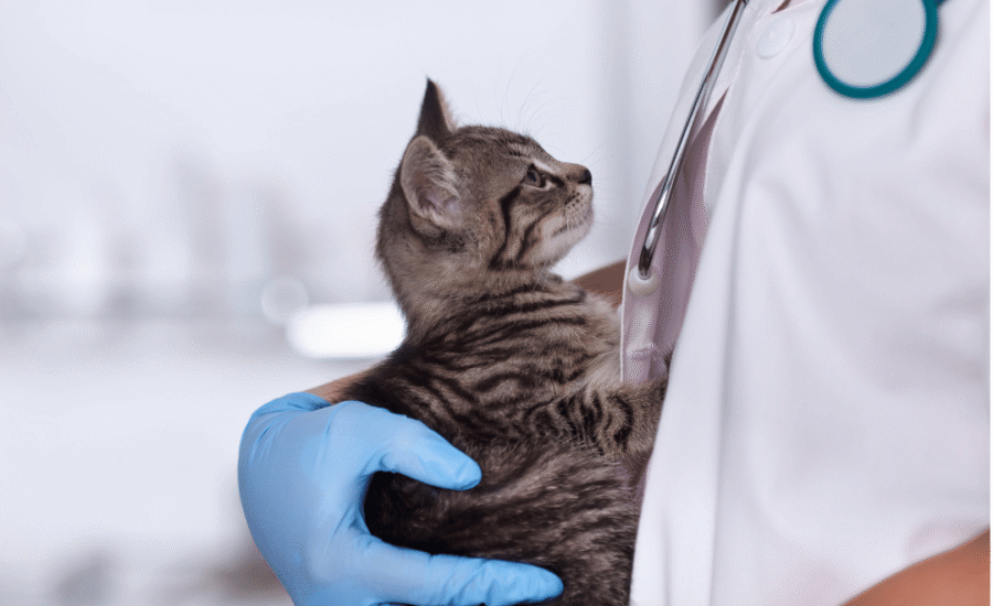 AI in de diergeneeskunde