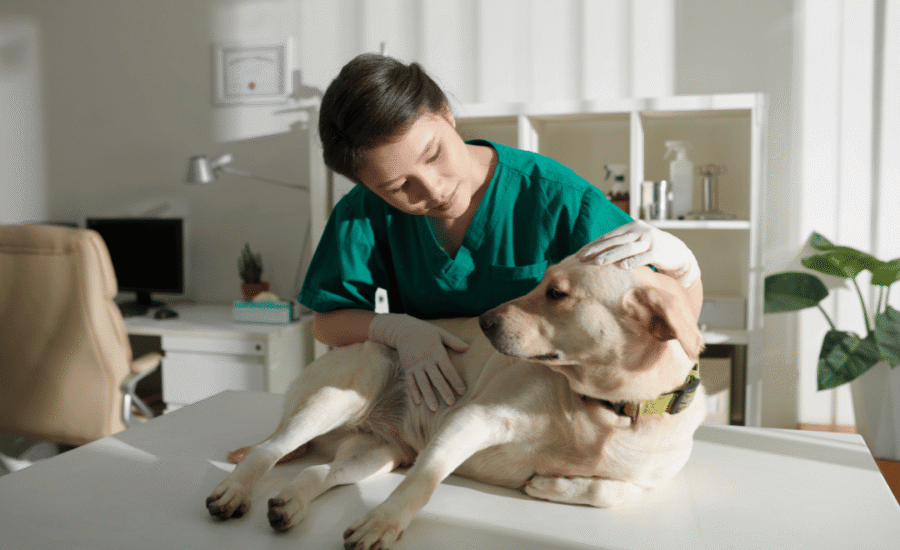 Ethiek van AI in diergeneeskunde