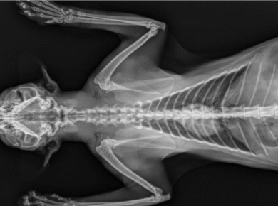 Slimme diagnostiek bij dieren