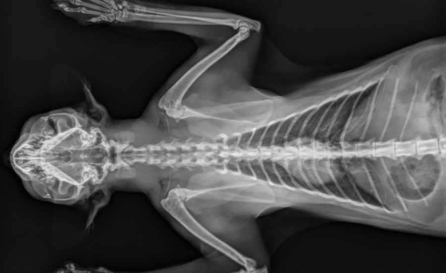 Slimme diagnostiek bij dieren