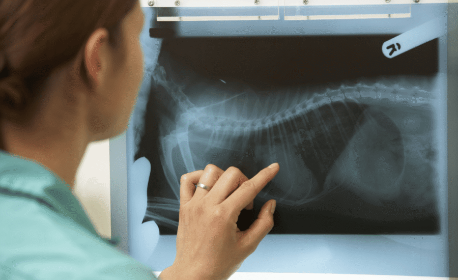 Van traditionele naar AI-gedreven dierenkliniek