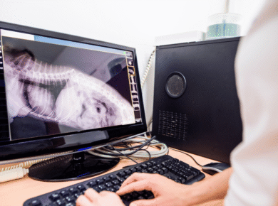 Virtuele dierenartsassistenten en chatbots