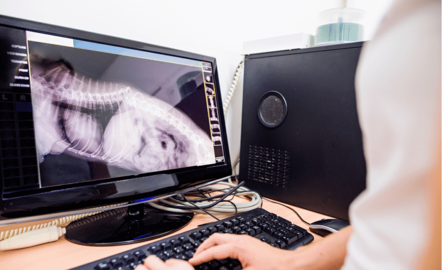 Virtuele dierenartsassistenten en chatbots